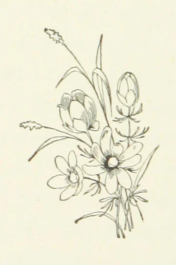 An illustration from Pomona. By the author of “Laddie.” [i.e. Evelyn Whitaker.], etc, 1894, leaf 106