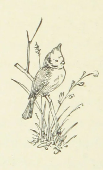 An illustration from Pomona. By the author of “Laddie.” [i.e. Evelyn Whitaker.], etc, 1894, leaf 156