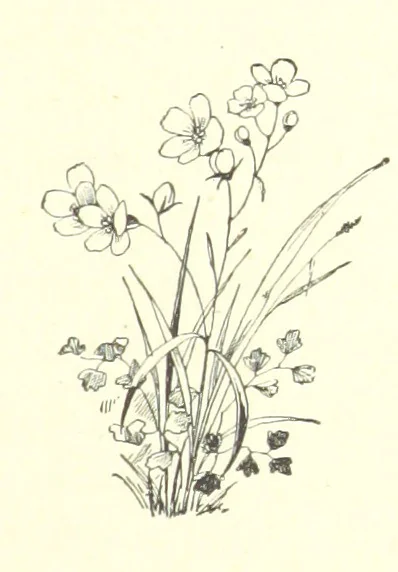 An illustration from Pomona. By the author of “Laddie.” [i.e. Evelyn Whitaker.], etc, 1894, leaf 197