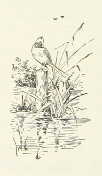 An illustration from Pomona. By the author of “Laddie.” [i.e. Evelyn Whitaker.], etc, 1894, leaf 322