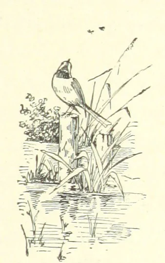 An illustration from Pomona. By the author of “Laddie.” [i.e. Evelyn Whitaker.], etc, 1894, leaf 69