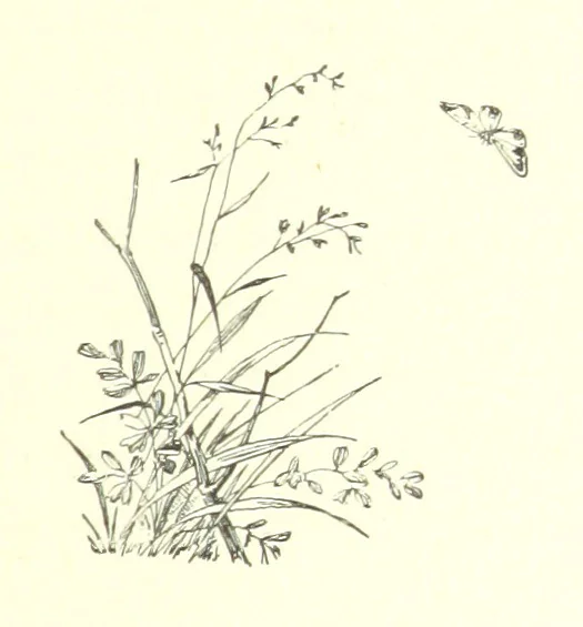 An illustration from Pomona. By the author of “Laddie.” [i.e. Evelyn Whitaker.], etc, 1894, leaf 97