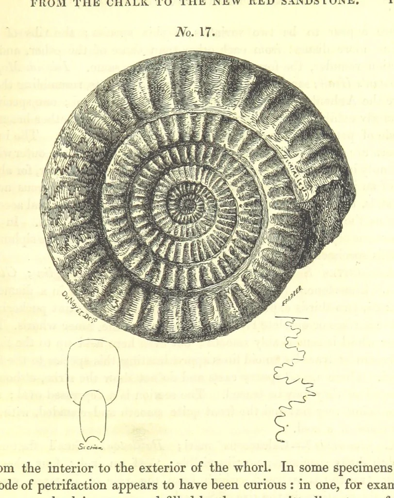 An illustration from Report on the Geology of the County of Londonderry, and of parts of Tyrone and Fermanagh. [With maps and plates, 1843, leaf 175