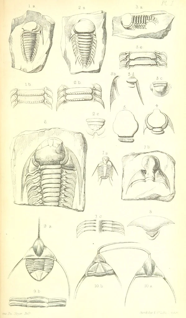An illustration from Report on the Geology of the County of Londonderry, and of parts of Tyrone and Fermanagh. [With maps and plates, 1843, leaf 831