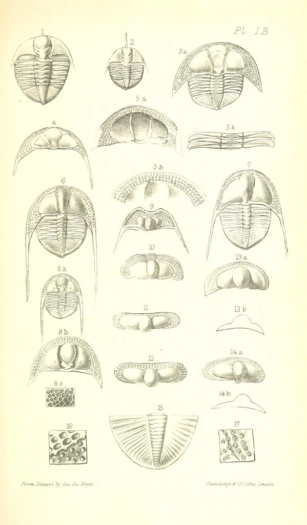 An illustration from Report on the Geology of the County of Londonderry, and of parts of Tyrone and Fermanagh. [With maps and plates, 1843, leaf 833