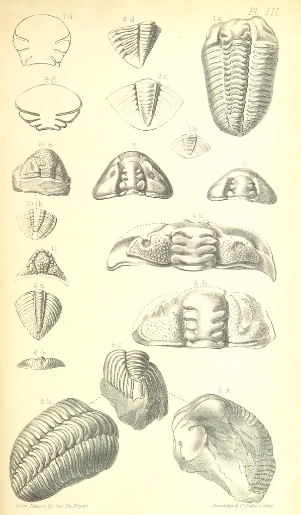 An illustration from Report on the Geology of the County of Londonderry, and of parts of Tyrone and Fermanagh. [With maps and plates, 1843, leaf 837
