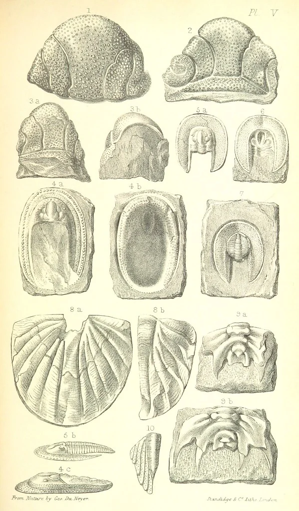An illustration from Report on the Geology of the County of Londonderry, and of parts of Tyrone and Fermanagh. [With maps and plates, 1843, leaf 841
