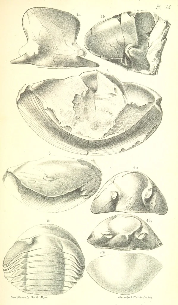An illustration from Report on the Geology of the County of Londonderry, and of parts of Tyrone and Fermanagh. [With maps and plates, 1843, leaf 849