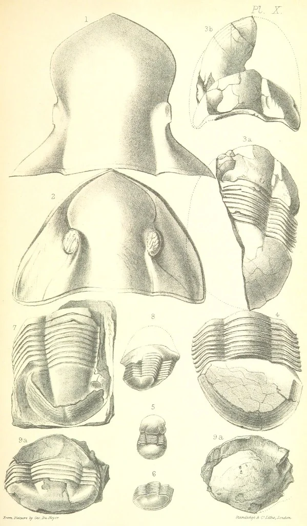 An illustration from Report on the Geology of the County of Londonderry, and of parts of Tyrone and Fermanagh. [With maps and plates, 1843, leaf 851