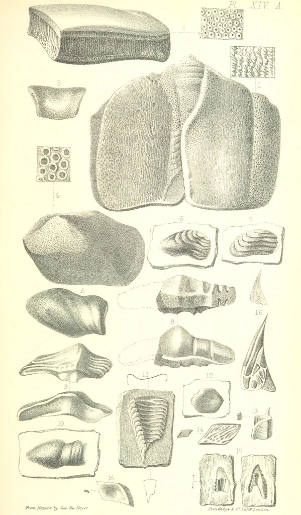 An illustration from Report on the Geology of the County of Londonderry, and of parts of Tyrone and Fermanagh. [With maps and plates, 1843, leaf 861