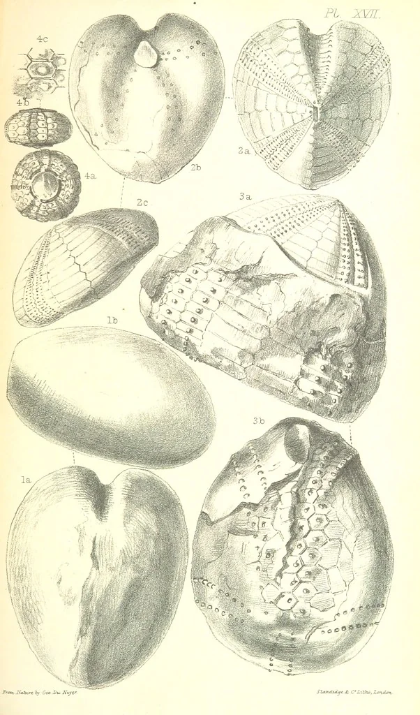 An illustration from Report on the Geology of the County of Londonderry, and of parts of Tyrone and Fermanagh. [With maps and plates, 1843, leaf 867