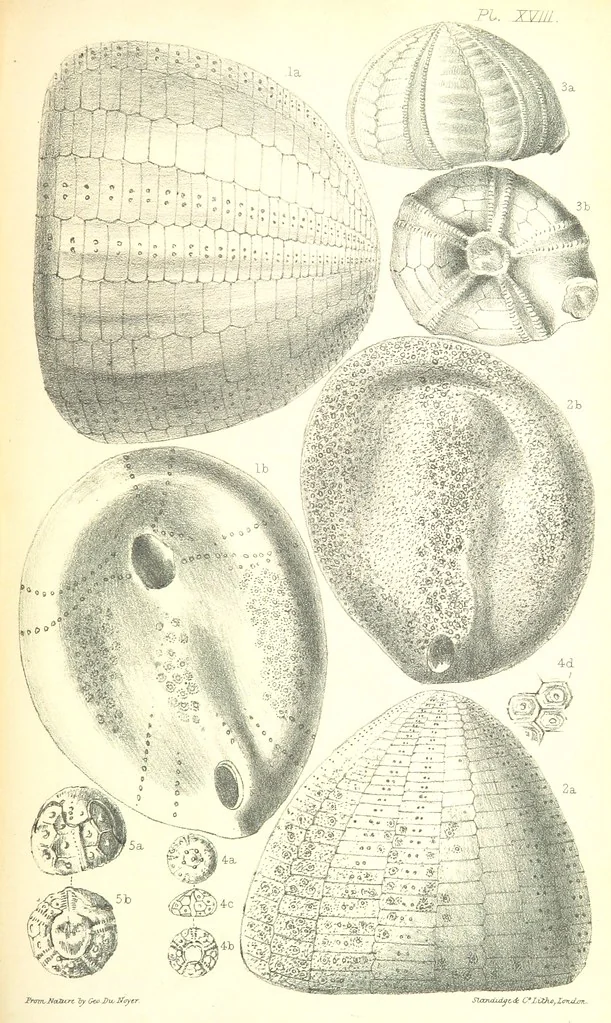 An illustration from Report on the Geology of the County of Londonderry, and of parts of Tyrone and Fermanagh. [With maps and plates, 1843, leaf 869