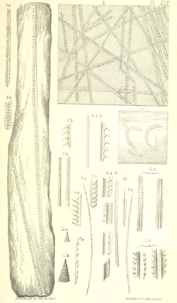 An illustration from Report on the Geology of the County of Londonderry, and of parts of Tyrone and Fermanagh. [With maps and plates, 1843, leaf 871