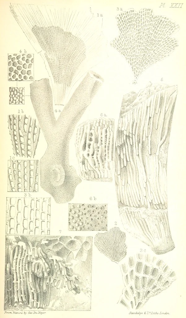 An illustration from Report on the Geology of the County of Londonderry, and of parts of Tyrone and Fermanagh. [With maps and plates, 1843, leaf 877