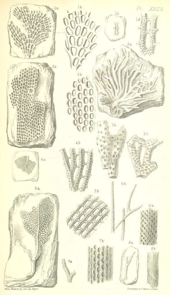An illustration from Report on the Geology of the County of Londonderry, and of parts of Tyrone and Fermanagh. [With maps and plates, 1843, leaf 879