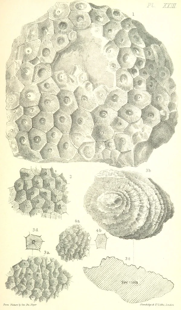 An illustration from Report on the Geology of the County of Londonderry, and of parts of Tyrone and Fermanagh. [With maps and plates, 1843, leaf 881