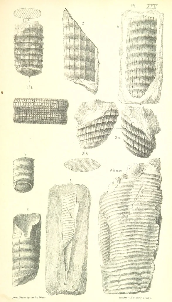 An illustration from Report on the Geology of the County of Londonderry, and of parts of Tyrone and Fermanagh. [With maps and plates, 1843, leaf 885