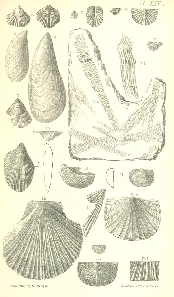 An illustration from Report on the Geology of the County of Londonderry, and of parts of Tyrone and Fermanagh. [With maps and plates, 1843, leaf 887