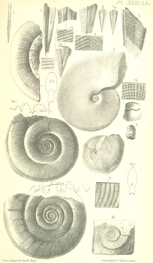 An illustration from Report on the Geology of the County of Londonderry, and of parts of Tyrone and Fermanagh. [With maps and plates, 1843, leaf 901