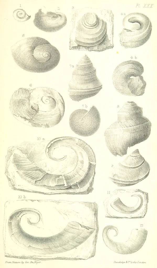 An illustration from Report on the Geology of the County of Londonderry, and of parts of Tyrone and Fermanagh. [With maps and plates, 1843, leaf 903