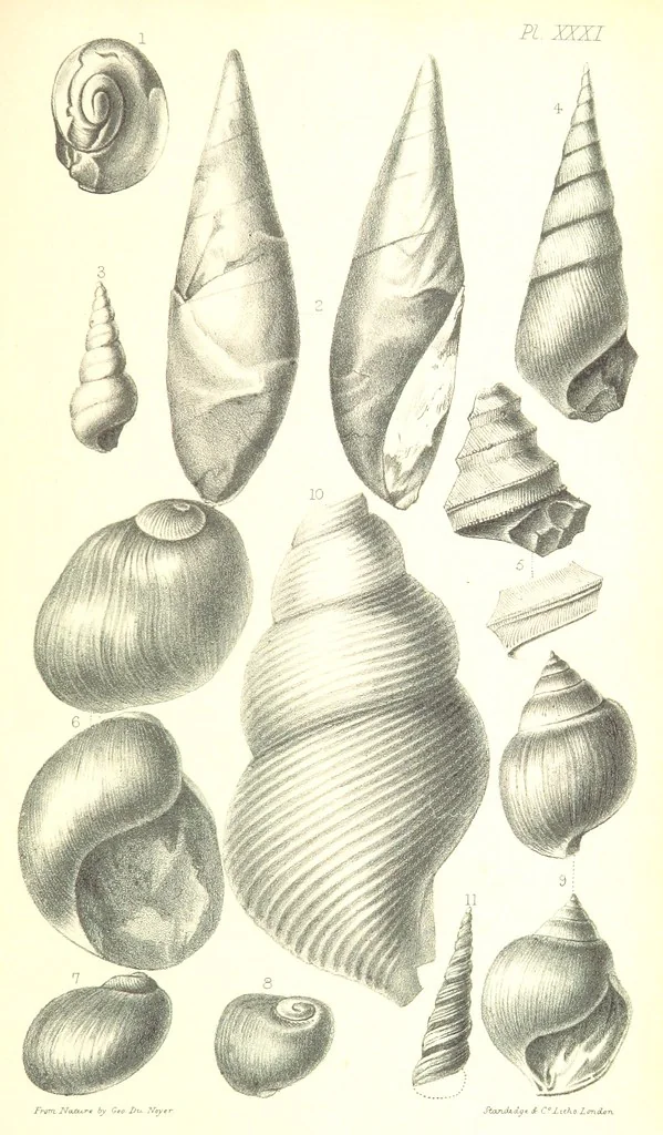 An illustration from Report on the Geology of the County of Londonderry, and of parts of Tyrone and Fermanagh. [With maps and plates, 1843, leaf 905