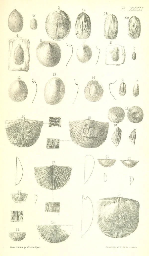 An illustration from Report on the Geology of the County of Londonderry, and of parts of Tyrone and Fermanagh. [With maps and plates, 1843, leaf 907