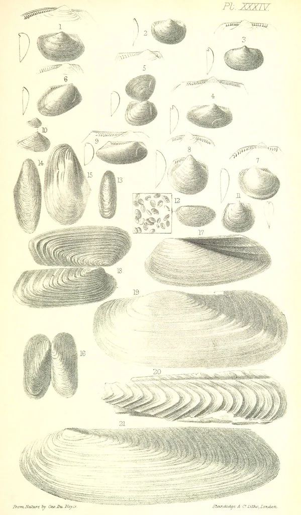 An illustration from Report on the Geology of the County of Londonderry, and of parts of Tyrone and Fermanagh. [With maps and plates, 1843, leaf 911