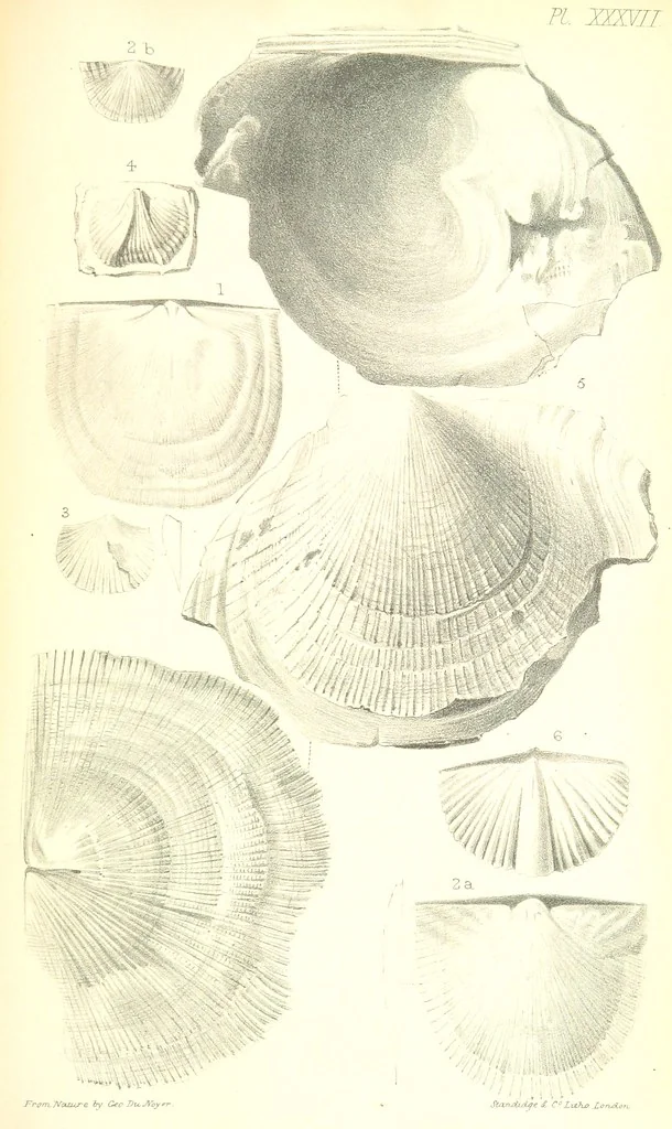 An illustration from Report on the Geology of the County of Londonderry, and of parts of Tyrone and Fermanagh. [With maps and plates, 1843, leaf 917