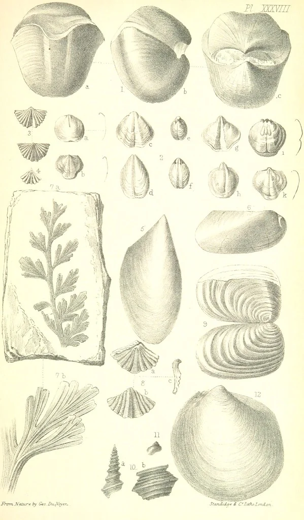 An illustration from Report on the Geology of the County of Londonderry, and of parts of Tyrone and Fermanagh. [With maps and plates, 1843, leaf 919