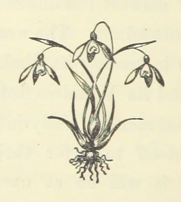 An illustration from Puck: his vicissitudes, adventures, observations, conclusions, friendships, and philosophies, related by himself, and edited by Ouida [pseud., i.e. Louise de la Ramée, 1870, leaf 26