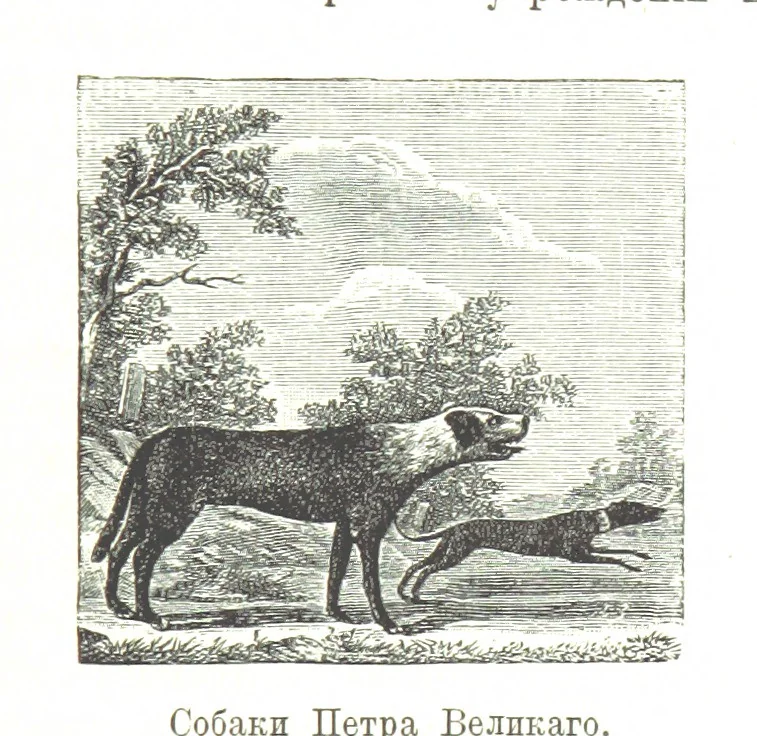 An illustration from Забытое прошлое окрестностей Петербурга, 1889, leaf 437