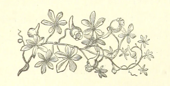 An illustration from Raymond's Heroine. [A novel. By Isabella Harwood, 1867, leaf 219