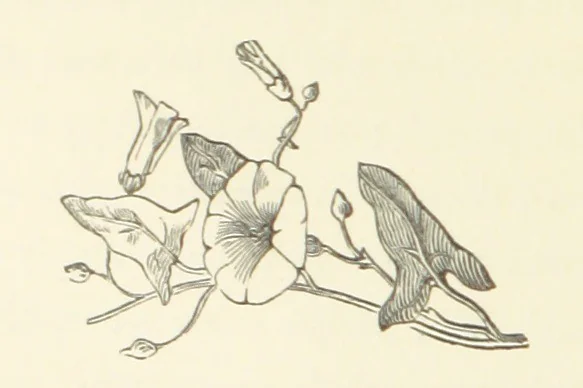 An illustration from Raymond's Heroine. [A novel. By Isabella Harwood, 1867, leaf 230