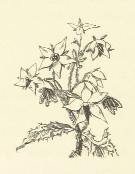 An illustration from Raymond's Heroine. [A novel. By Isabella Harwood, 1867, leaf 276
