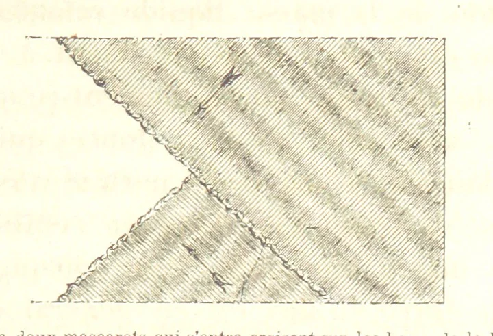 An illustration from La Terre: description des phénomènes de la vie du globe. I. Les Continents. II. L'Ocean, l'Atmosphere, la Vie, 1868, leaf 193