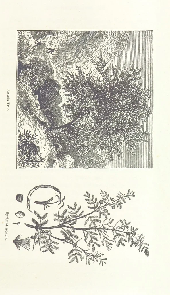 An illustration from Antiquities of the Orient unveiled, containing a concise description of King Solomon's cities, together with those of forty of the most ancient and renowned cities of the East ... With two ... lithographs, and ninety ... engravings, 1874, leaf 75