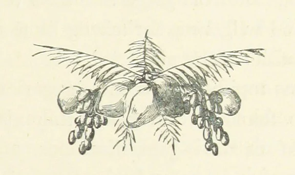 An illustration from The Castaways: a story of adventure in the wilds of Borneo, 1870, leaf 171