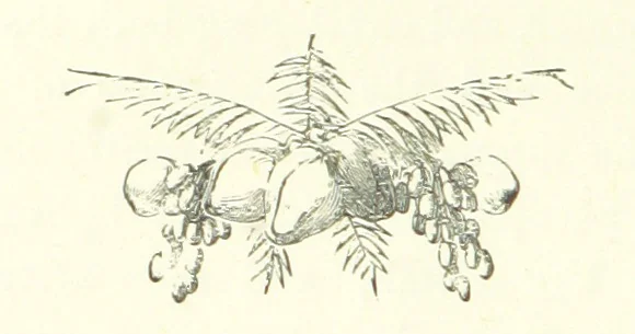 An illustration from The Castaways: a story of adventure in the wilds of Borneo, 1870, leaf 28