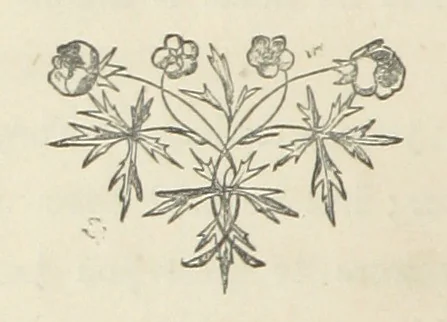 An illustration from The Lone Ranche. A tale of the 'Staked Plain.', 1871, leaf 208