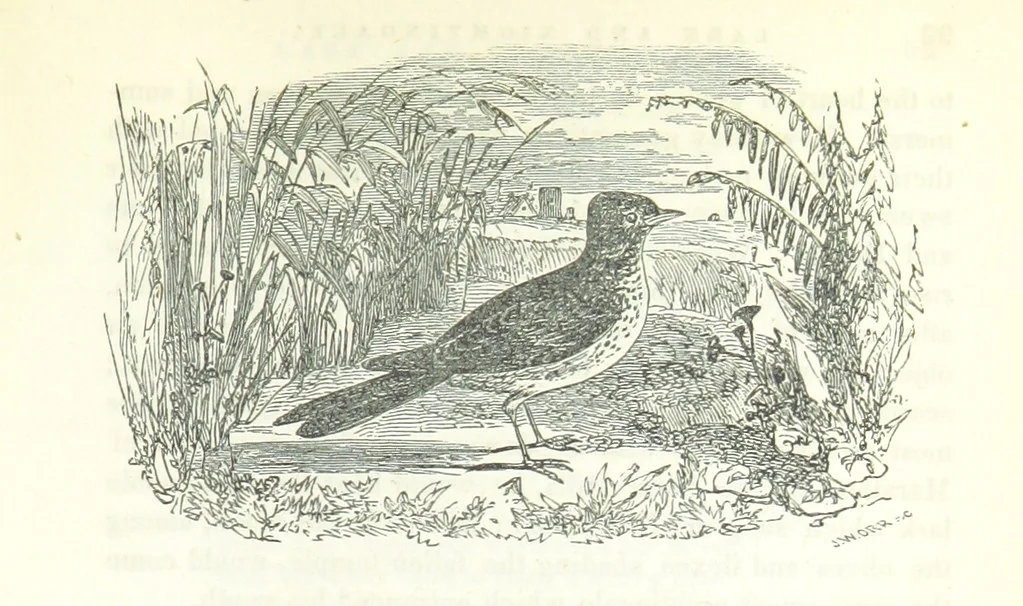 An illustration from The Rhyme and Reason of Country Life: or, selections from fields old and new. By the author of “Rural Hours,” etc, 1856, leaf 105