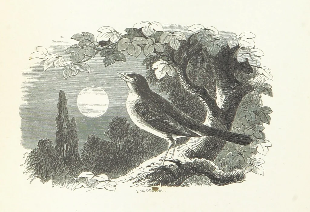 An illustration from The Rhyme and Reason of Country Life: or, selections from fields old and new. By the author of “Rural Hours,” etc, 1856, leaf 124
