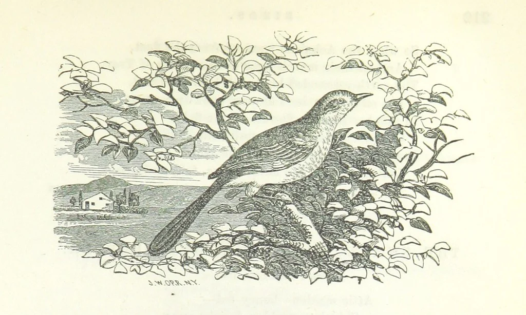 An illustration from The Rhyme and Reason of Country Life: or, selections from fields old and new. By the author of “Rural Hours,” etc, 1856, leaf 233