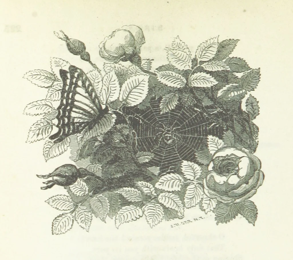 An illustration from The Rhyme and Reason of Country Life: or, selections from fields old and new. By the author of “Rural Hours,” etc, 1856, leaf 248