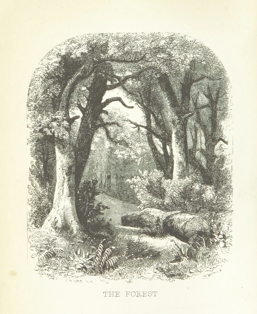 An illustration from The Rhyme and Reason of Country Life: or, selections from fields old and new. By the author of “Rural Hours,” etc, 1856, leaf 8
