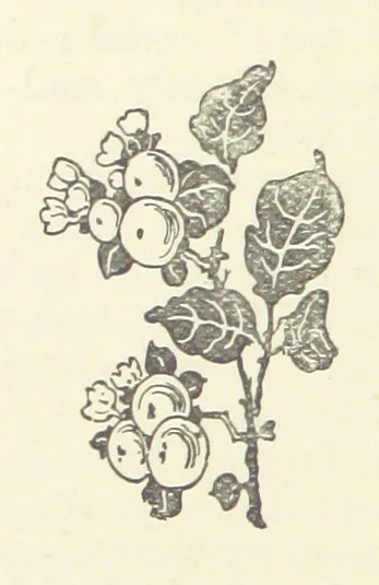 An illustration from Armand de l'Isle. [A novel, 1893, leaf 304