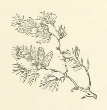 An illustration from Armand de l'Isle. [A novel, 1893, leaf 53