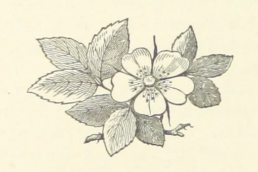 An illustration from Armand de l'Isle. [A novel, 1893, leaf 58