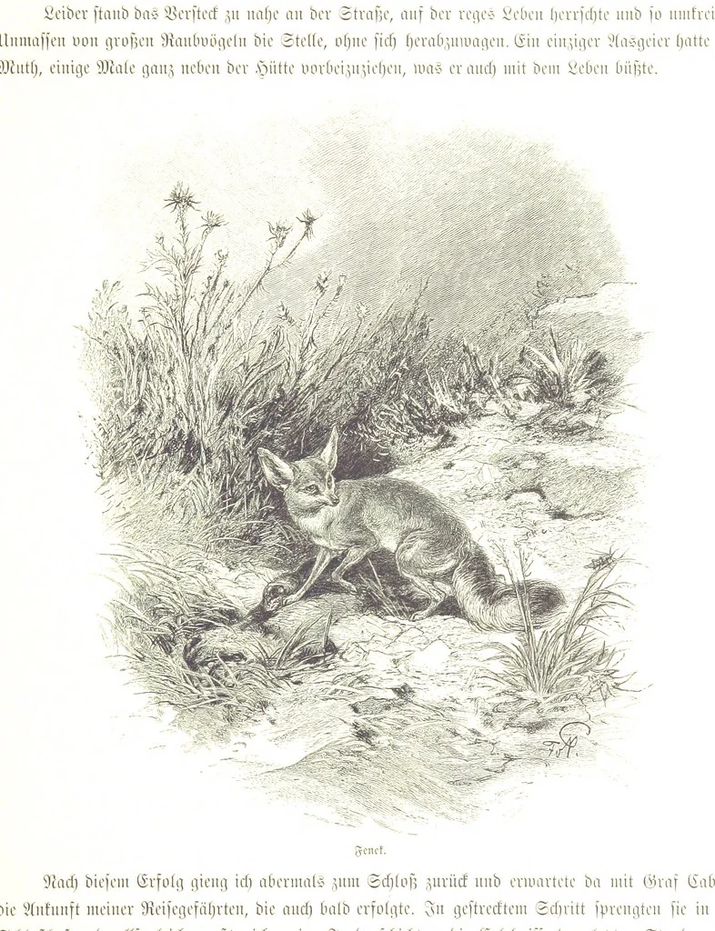 An illustration from Eine Orientreise vom Jahre 1881 ... illustrirt ... von F. von Pausinger, 1885, leaf 271