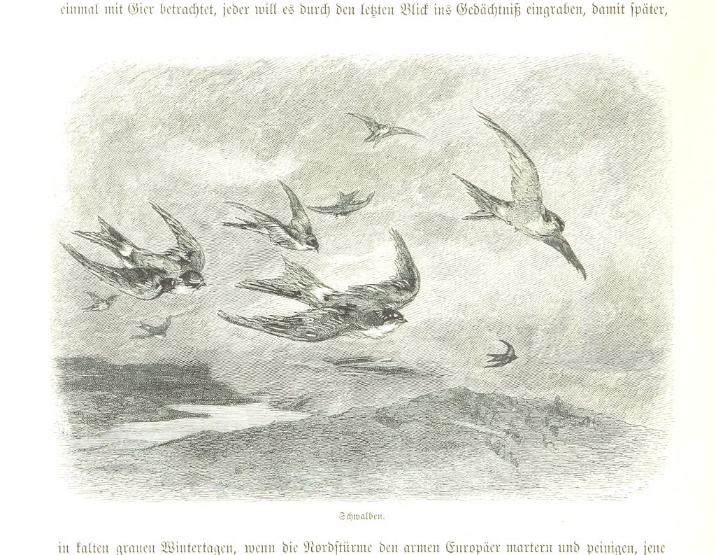 An illustration from Eine Orientreise vom Jahre 1881 ... illustrirt ... von F. von Pausinger, 1885, leaf 344