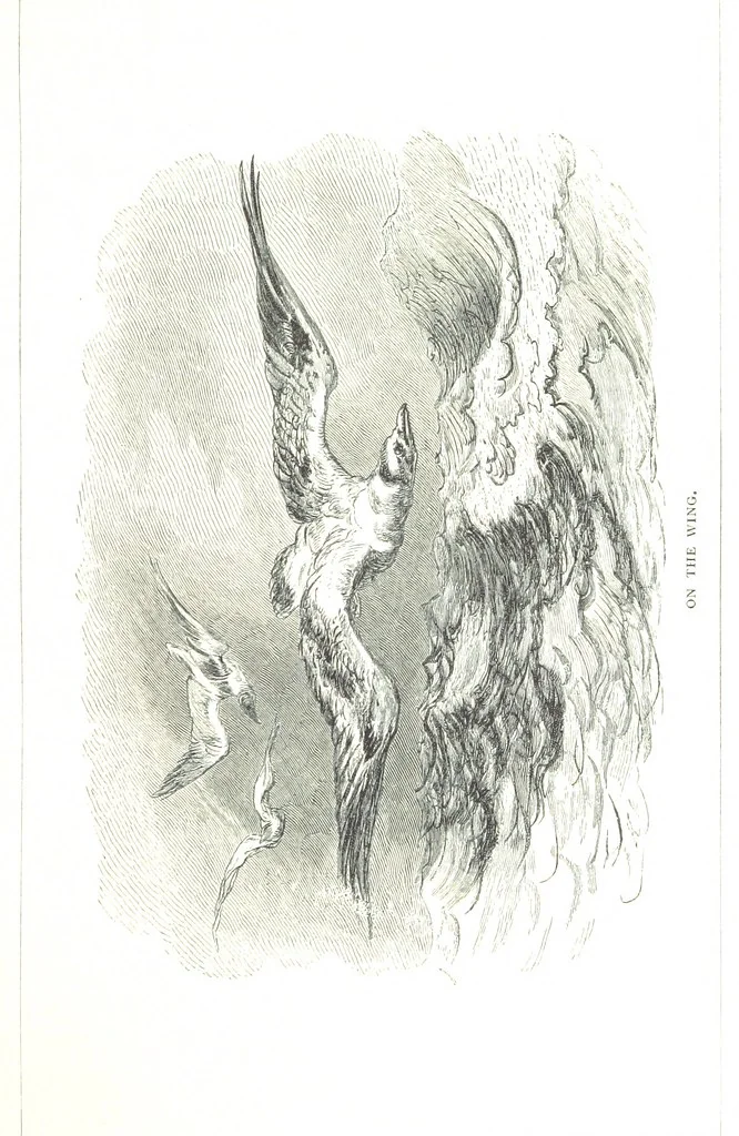 An illustration from Travels in the East; including a visit to Egypt and the Holy Land. [Translated from the German.] ... With ... illustrations by Pausinger, etc, 1884, leaf 53